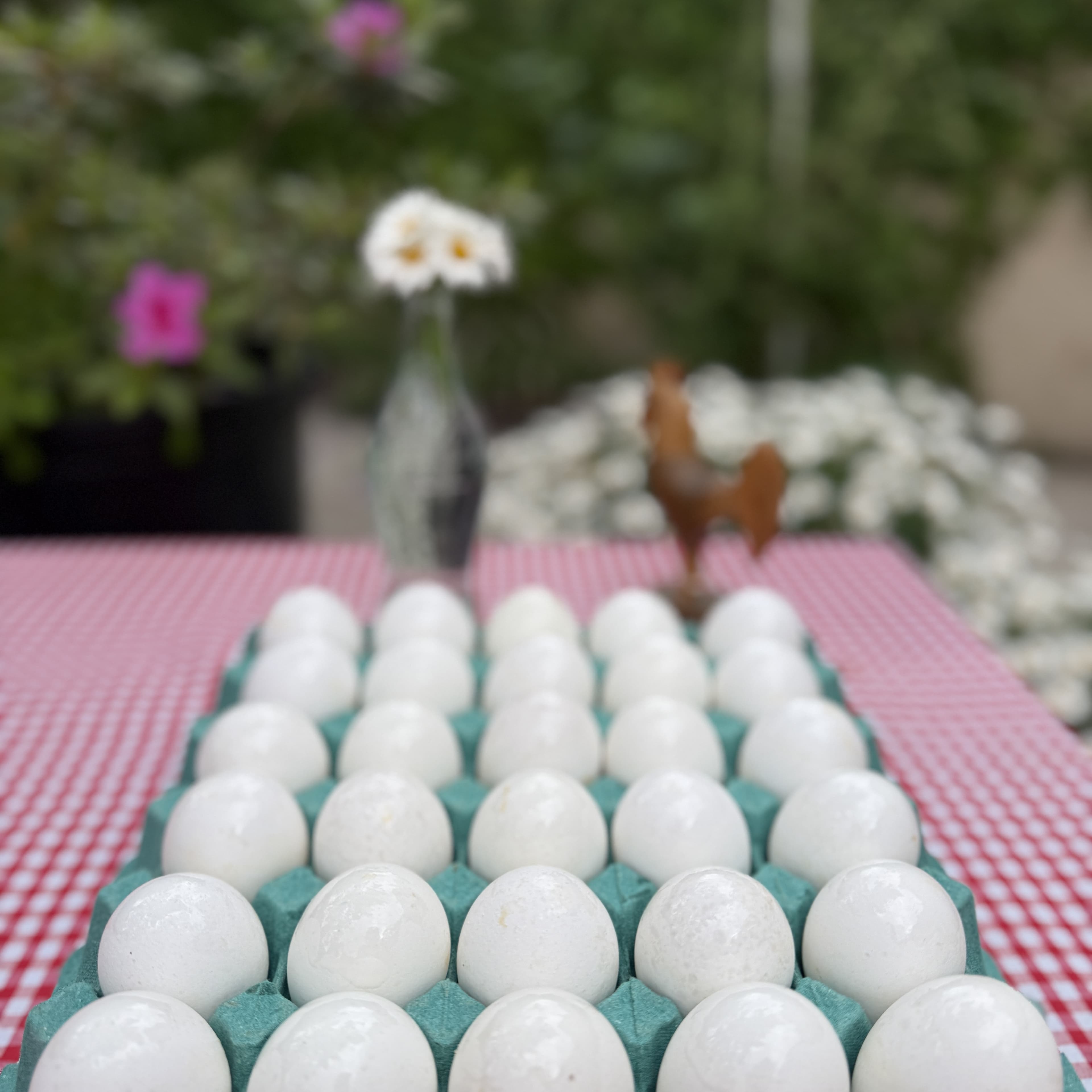 Huevos Blancos N°1 — Maple x30
