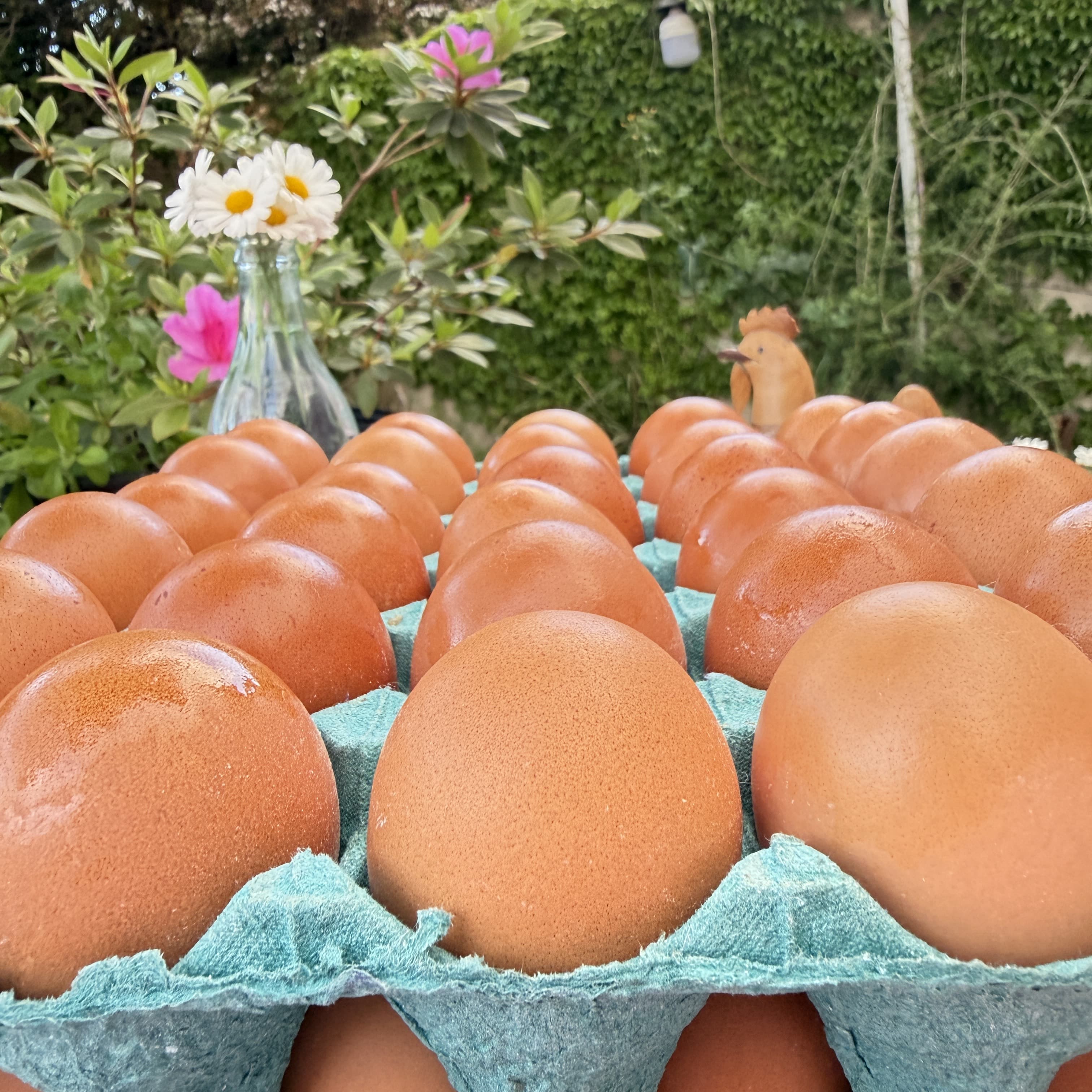 Huevos Orgánicos Grandes — Maple x30