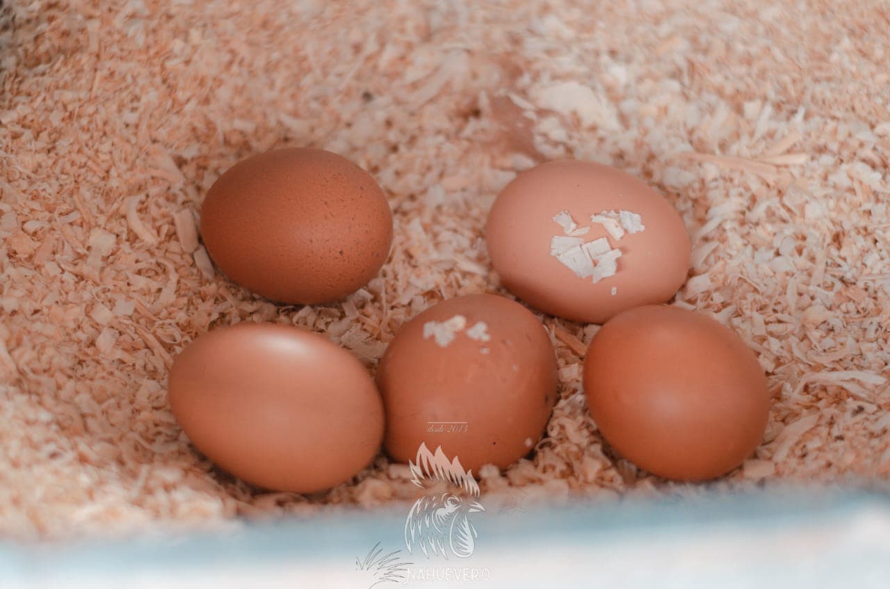 Huevos
